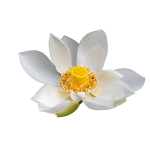 White Nelumbo Flower